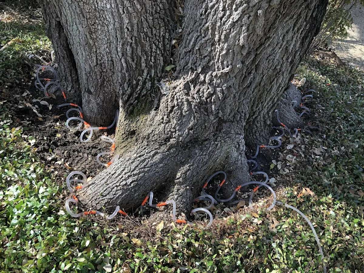 Detailed Shrub and Hedge Trimming job site in Ward