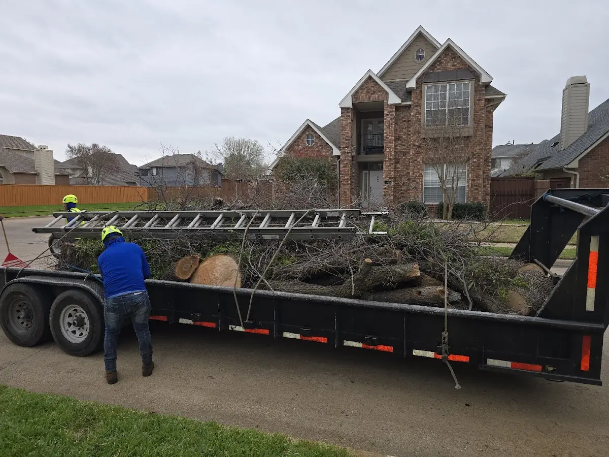 Expert Tree Fertilization with proper safety equipment in Ward